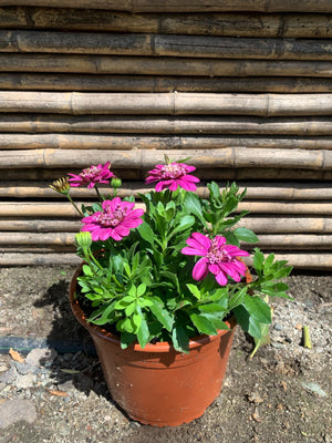 Dimorfotecas (rosadas)