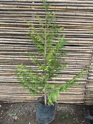 Thuja Stewarthy