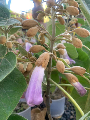 Kiri o Paulownia
