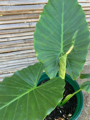 Manto de Eva
