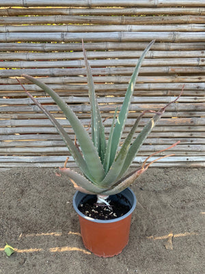Aloe Vera