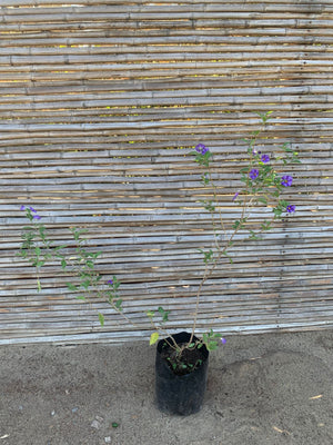 Solano Ratonetti (Morado)
