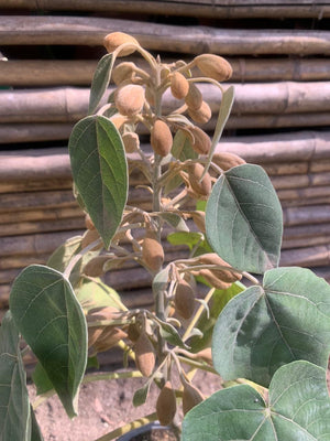 Kiri o Paulownia