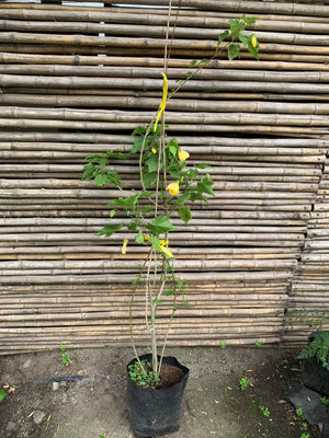 Abutilón Amarillo - Abutilon × hybridum 'Yellow'
