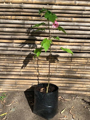 Abutilon Rosado