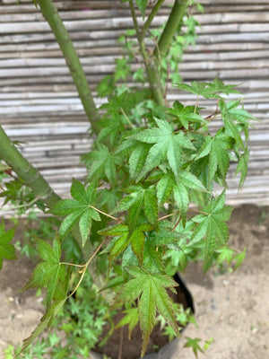 Acer Japonico - Acer japonicum (2.0 - 3.0 m)