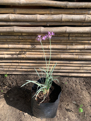 Allium variegado