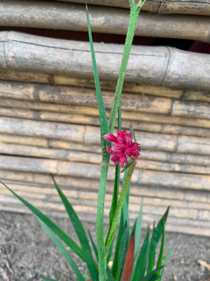 Anigozanthos