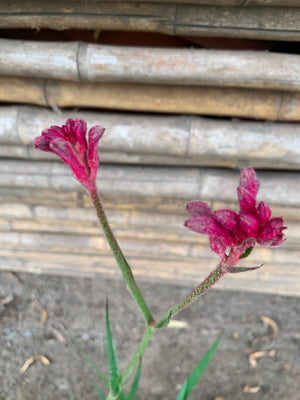 Anigozanthos