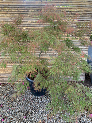 Acer palmatum var. dissectum