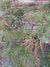 Acer palmatum var. dissectum