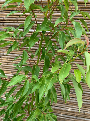 Alcanfor - Cinnamomum camphora (1.4-1.8m)