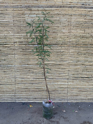 Algarrobo chileno - Prosopis chilensis (1.6m)