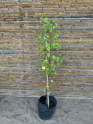Árbol de Judea - Cercis Siliquastrum