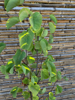 Árbol de Judea - Cercis Siliquastrum