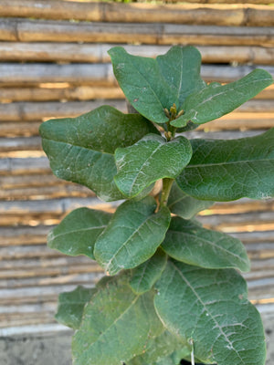 Belloto del Norte - Beilschmiedia miersii