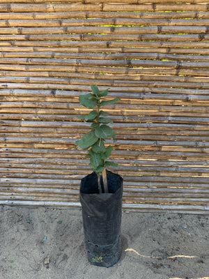 Belloto del Norte - Beilschmiedia miersii