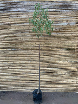 Brachichito - Brachychiton (2.4)