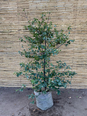 Algarrobo europeo - Ceratonia siliqua