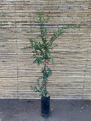 Corcolen - Azara Lanceolata