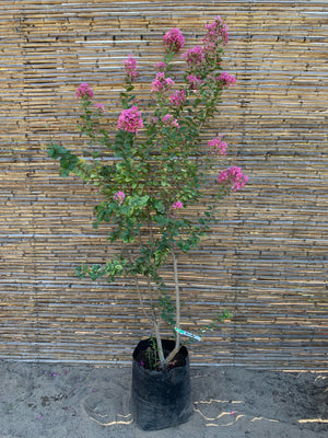 Crespón - Lagerstroemia indica (1.5-2.0 m)