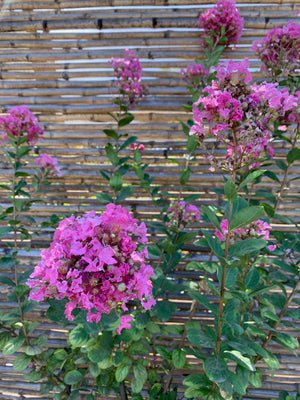 Crespón - Lagerstroemia indica (1.5-2.0 m)