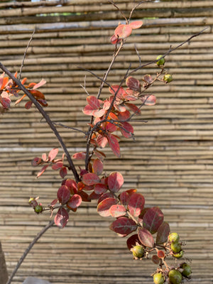 Crespón - Lagerstroemia indica (3.0 m)