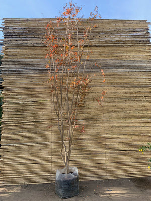 Crespón - Lagerstroemia indica (3.0 m)