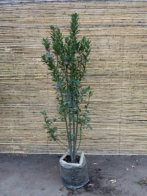 Laurel de comer - Laurus nobilis (1.8 - 2.2 m)