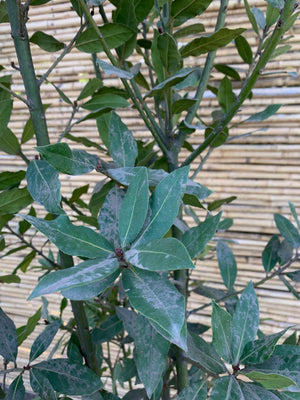 Laurel de comer - Laurus nobilis (1.8 - 2.2 m)