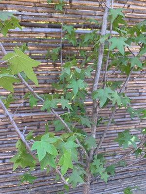 Liquidambar (3.0-3.5m)