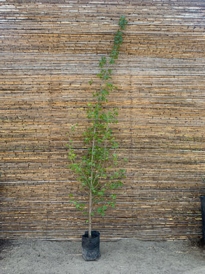 Liquidambar (3.0-3.5m)