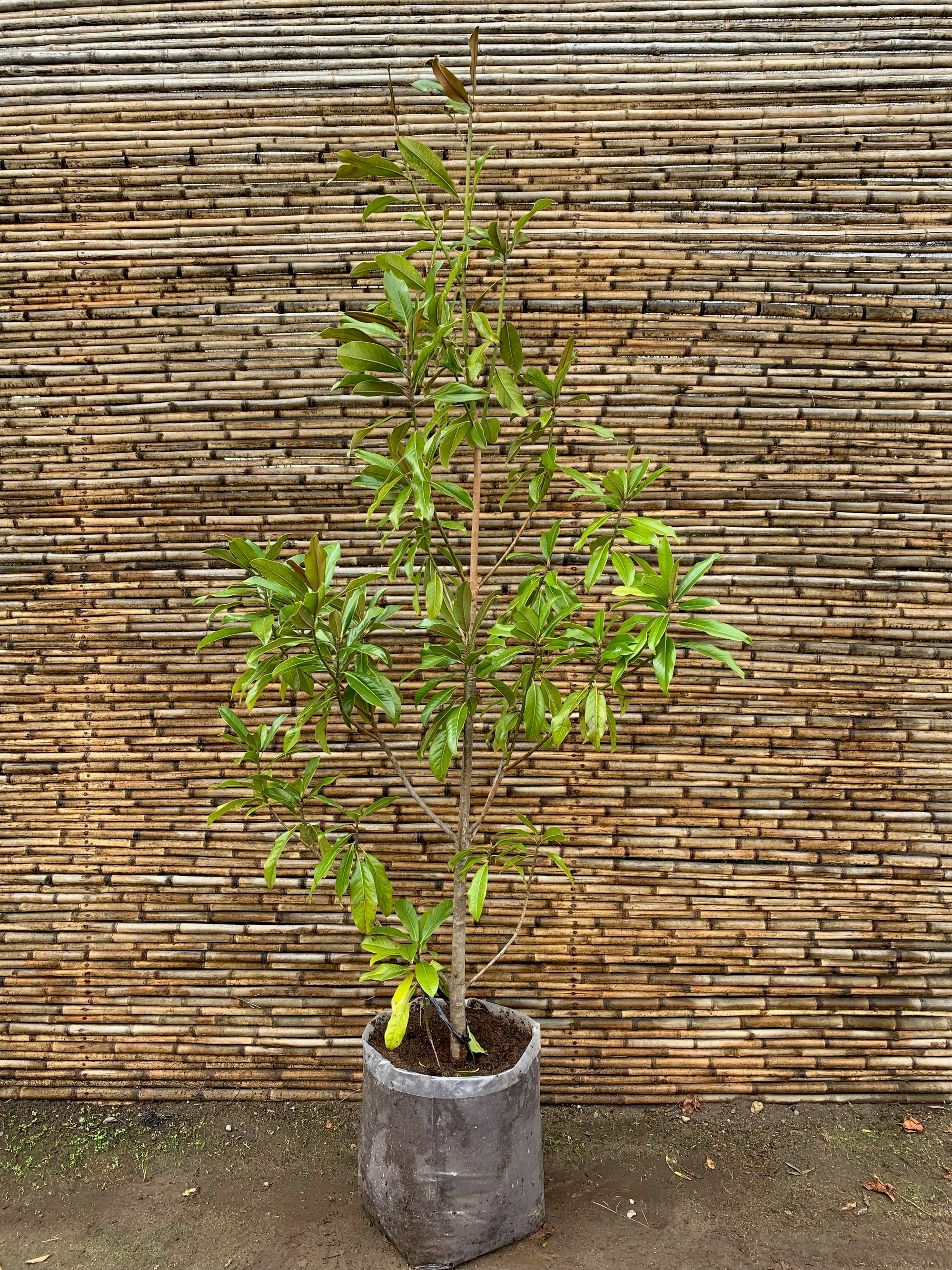 Magnolia Grandiflora (2.0-2.4m)