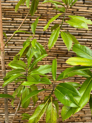 Magnolia Grandiflora (2.0-2.4m)