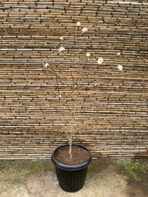 Magnolio Loebner - Magnolia x Loebneri