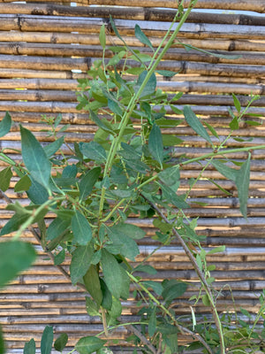 Maitén - Maytenus boaría (1.3 m.)