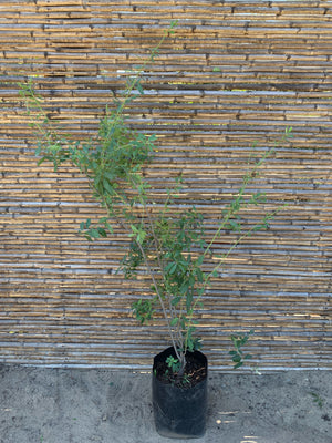 Maitén - Maytenus boaría (1.3 m.)