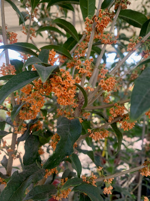 Osmanthus fragrans (1.2-1.5m)