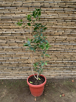 Osmanthus fragrans (1.2-1.5m)