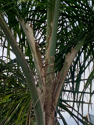 Palmera Cocos Plumosa - Syagrus romanzoffiana (4.0-4.5m)
