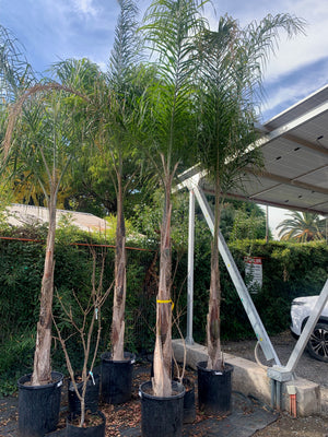 Palmera Cocos Plumosa - Syagrus romanzoffiana (4.0-4.5m)