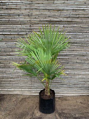 Palmera Trachicarpus (1.2m)