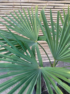 Palmera Trachicarpus (0.5cm)