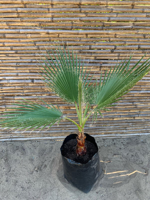 Palmera Washingtonia o Palmera de Abanico (0.6-0.8m)