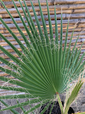 Palmera Washingtonia o Palmera de Abanico (0.6-0.8m)