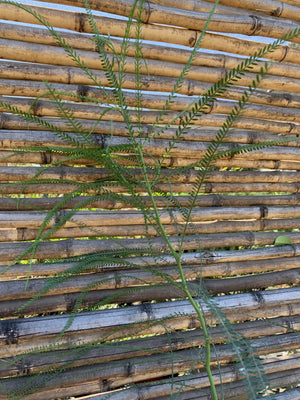 Parkinsonia