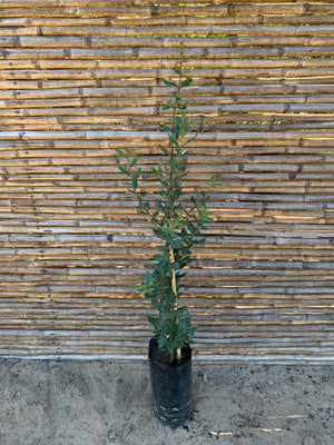 Peumo - Cryptocarya alba (0.8-1.0 m)