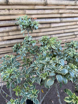 Pitosporo Tobira Argentino Variegado