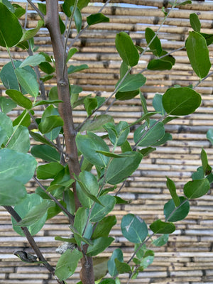 Quillay - Quillaja saponaria (2.0 m)