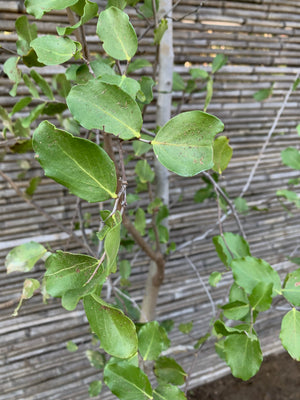 Quillay - Quillaja saponaria (2.7-3.0m)